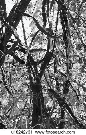 Stock Image - Black and white of tree with vines and grass. Fotosearch