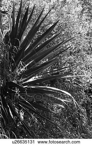 Stock Image - Black and white of yucca plant. Fotosearch
