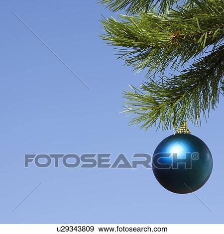 Stock Photo - Blue Christmas ornament hanging on pine tree branch on blue background. Fotosearch