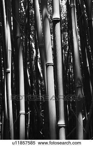 Stock Photography - Close-up black and white image of bamboo stalks in Maui, Hawaii. Fotosearch