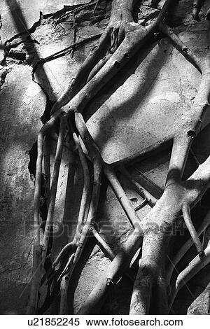 Close-up black and white of Banyan tree roots growing over concrete View Large Photo Image Stock Photography - Close-up black and white of Banyan tree roots growing over concrete. Fotosearch