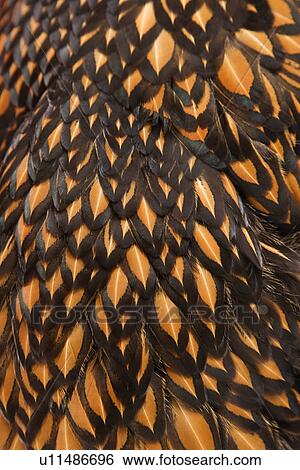 Close-up of feathers of Golden Laced Wyandotte chicken. View Large Photo Image Stock Photograph - Close-up of feathers of Golden Laced Wyandotte chicken.. Fotosearch