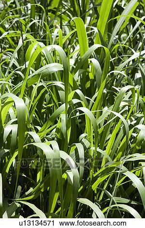 Close-up of long green grass. View Large Photo Image Stock Image - Close-up of long green grass.. Fotosearch