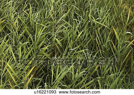 Stock Image - Close-up of overgrown grass and weeds in Tuscany, Italy. Fotosearch