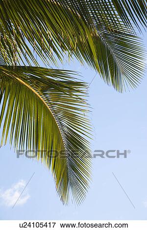 Close up of palm frond against blue sky in Maui, Hawaii, USA View Large Photo Image Stock Photo - Close up of palm frond against blue sky in Maui, Hawaii, USA. Fotosearch