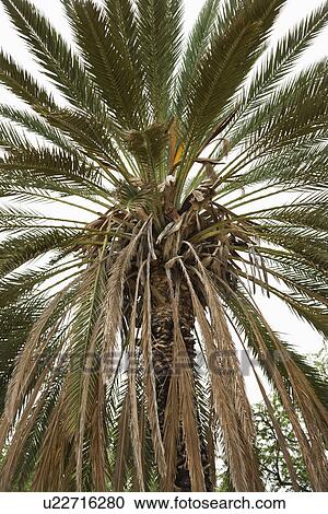 Close-up of Palm tree View Large Photo Image Stock Image - Close-up of Palm tree. Fotosearch