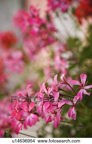 Picture - Close-up of pink geraniums.. Fotosearch
