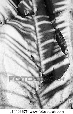 Stock Photography - Close up of rock with palm leaf shadow. Fotosearch