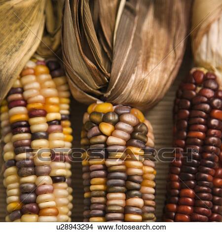 Close-up of three multicolored ears of Indian corn View Large Photo Image Picture - Close-up of three multicolored ears of Indian corn. Fotosearch