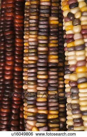 Close-up of three multicolored ears of Indian corn View Large Photo Image Stock Photograph - Close-up of three multicolored ears of Indian corn. Fotosearch