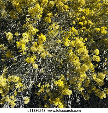 Close-up of yellow blooming bush in California View Large Photo Image Stock Photo - Close-up of yellow blooming bush in California. Fotosearch