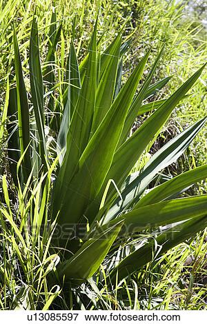 Stock Photo - Close-up of yucca plant. Fotosearch