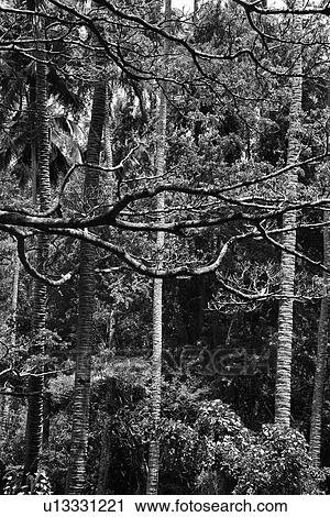 Stock Image - coconut palm trees with textured bark. Fotosearch
