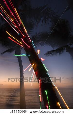 Colored lights on palm tree abstracted by camera movement View Large Photo Image Picture - Colored lights on palm tree abstracted by camera movement. Fotosearch