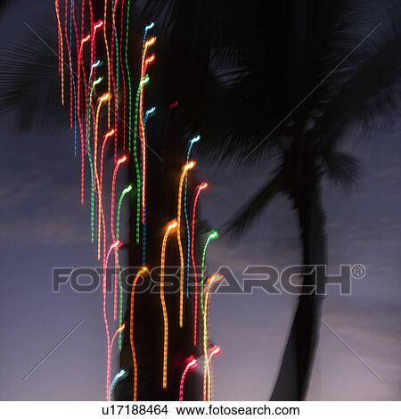 Colored lights on palm tree abstracted by camera movement View Large Photo Image Picture - Colored lights on palm tree abstracted by camera movement. Fotosearch