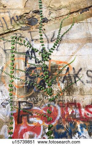 Concrete wall covered with graffiti and plant growth View Large Photo Image Stock Image - Concrete wall covered with graffiti and plant growth. Fotosearch