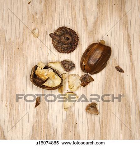 Crushed acorn on wood View Large Photo Image Stock Photography - Crushed acorn on wood. Fotosearch