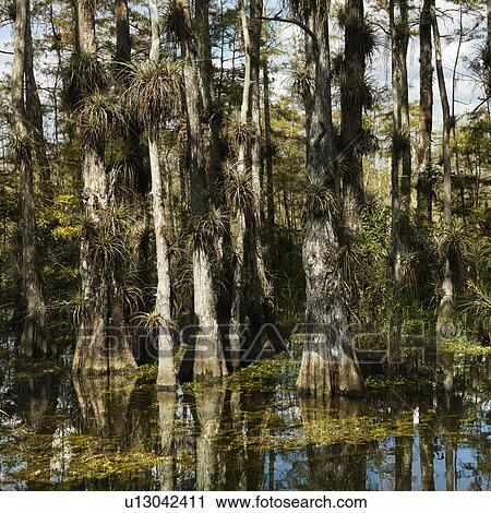 Stock Image - Cypress trees in wetland of Everglades National Park, Florida, USA. Fotosearch