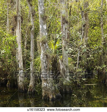 Stock Image - Cypress trees in wetland of Everglades National Park, Florida, USA. Fotosearch
