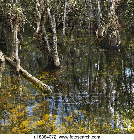 Cypress trees in wetland of Everglades National Park, Florida, USA View Large Photo Image Stock Image - Cypress trees in wetland of Everglades National Park, Florida, USA. Fotosearch