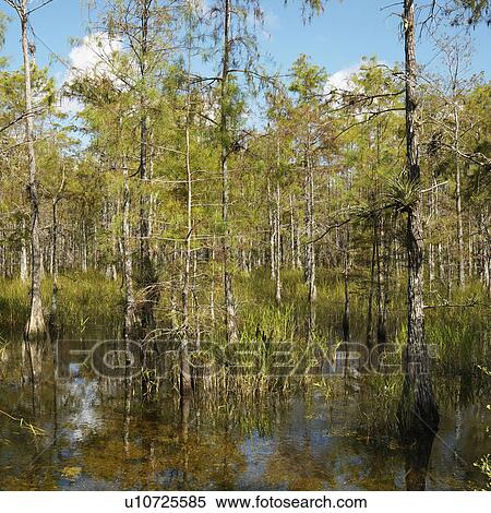 Cypress trees in wetland of Everglades National Park, Florida, View Large Photo Image Stock Photography - Cypress trees in wetland of Everglades National Park, Florida, . Fotosearch