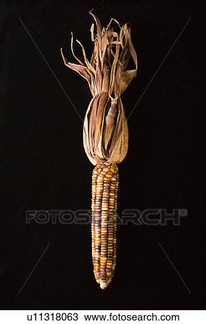 Stock Image - Ear of multicolored Indian corn against black background. Fotosearch