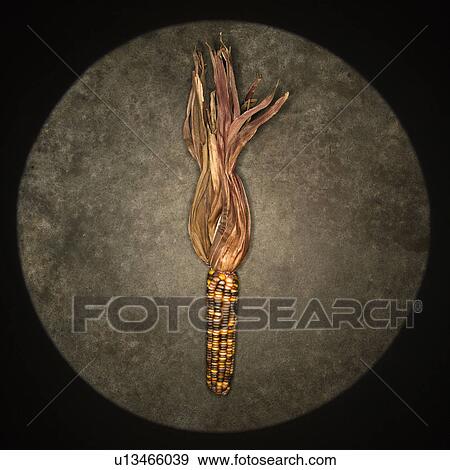 Ear of multicolored Indian corn against concrete background View Large Photo Image Stock Photo - Ear of multicolored Indian corn against concrete background. Fotosearch