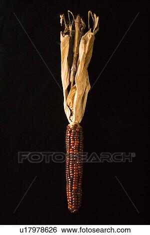Stock Photograph - Ear of multicolored Indian corn against black background. Fotosearch