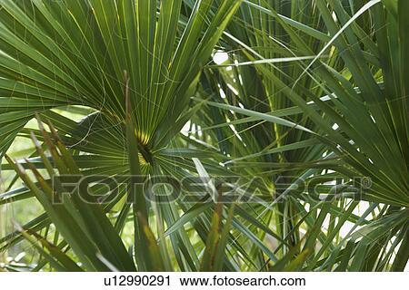 Stock Image - Fan palms. Fotosearch