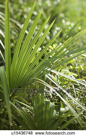 Fan palms View Large Photo Image Stock Photo - Fan palms. Fotosearch