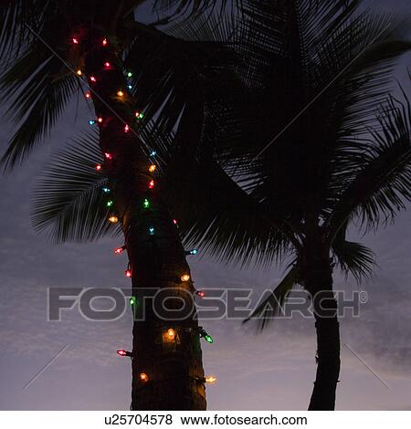 Festive colored lights wrapped around trunk of palm tree at beach View Large Photo Image Stock Photo - Festive colored lights wrapped around trunk of palm tree at beach. Fotosearch