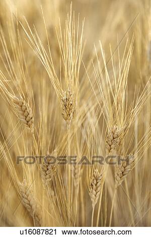 Field of wheat plants growing in Tuscany, Italy View Large Photo Image Stock Image - Field of wheat plants growing in Tuscany, Italy. Fotosearch