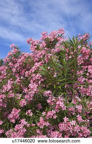 Flowering pink Oleander bush against blue sky View Large Photo Image Stock Image - Flowering pink Oleander bush against blue sky. Fotosearch