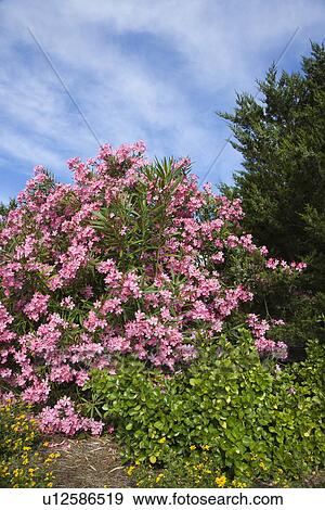 Flowering pink Oleander bush. View Large Photo Image Stock Photo - Flowering pink Oleander bush.. Fotosearch