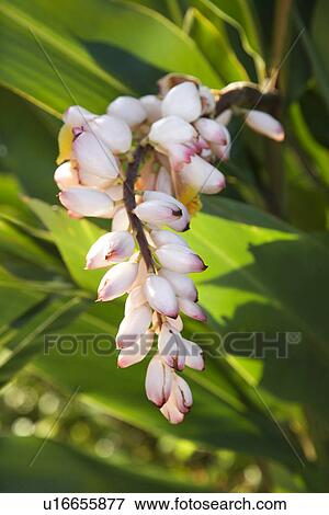 Ginger flower on plant in Maui, Hawaii View Large Photo Image Stock Photo - Ginger flower on plant in Maui, Hawaii. Fotosearch