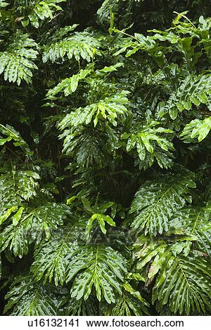 Stock Image - Ginger plant in the rain forest of Maui, Hawaii, USA. Fotosearch