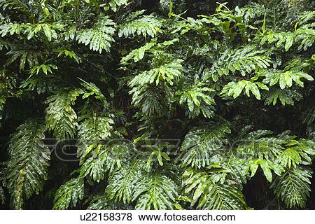 Stock Photo - Ginger plant in the rain forest of Maui, Hawaii, USA. Fotosearch