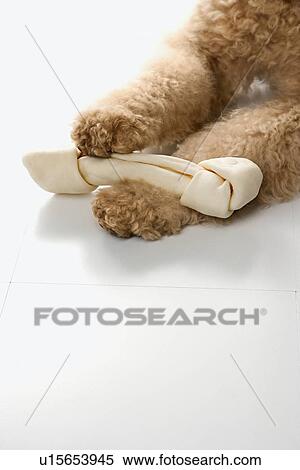 Stock Photography - Goldendoodle dog front paws holding bone. Fotosearch