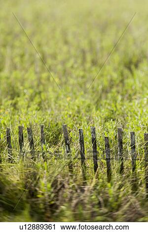 Stock Image - Grass with fence. Fotosearch