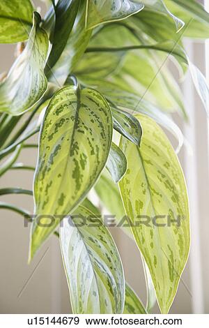Stock Photo - Green leaves of houseplant. Fotosearch