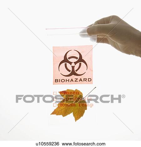 Stock Photograph - Hand wearing white rubber glove holding plastic biohazard bag containing orange Maple leaf. Fotosearch