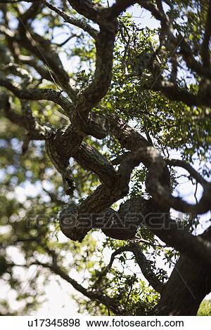 Stock Photo - Live oak tree. Fotosearch