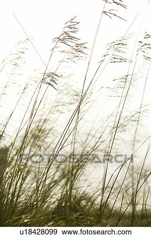 Long grass View Large Photo Image Stock Photo - Long grass. Fotosearch