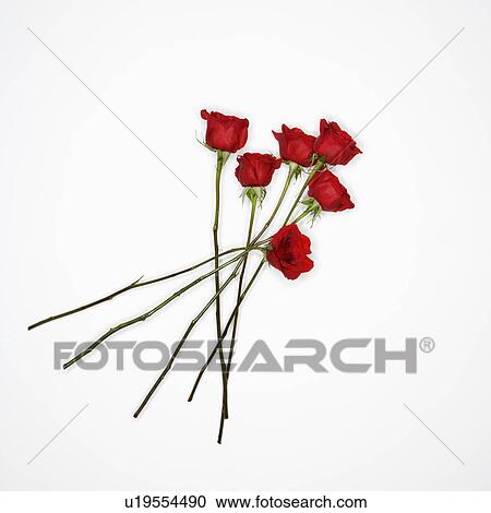 Long-stemmed red roses spread out against white background View Large Photo Image Stock Image - Long-stemmed red roses spread out against white background. Fotosearch