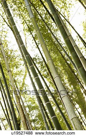Low angle of bamboo forest trees. View Large Photo Image Stock Photo - Low angle of bamboo forest trees.. Fotosearch
