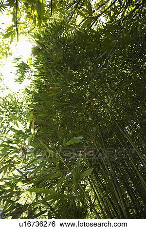 Stock Photograph - Low angle view looking up at bamboo in Maui, Hawaii, USA. Fotosearch