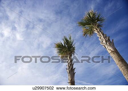 Low angle view of tall palm trees against blue sky View Large Photo Image Stock Image - Low angle view of tall palm trees against blue sky. Fotosearch
