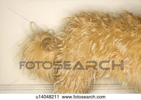 Mixed breed dogs back half View Large Photo Image Stock Image - Mixed breed dogs back half. Fotosearch
