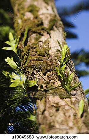 Moss growing on tree View Large Photo Image Stock Image - Moss growing on tree. Fotosearch