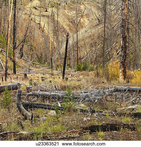 New growth in forest that was previously destroyed by fire View Large Photo Image Stock Image - New growth in forest that was previously destroyed by fire. Fotosearch